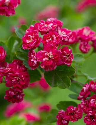 Crataegus Pauls Scarlet