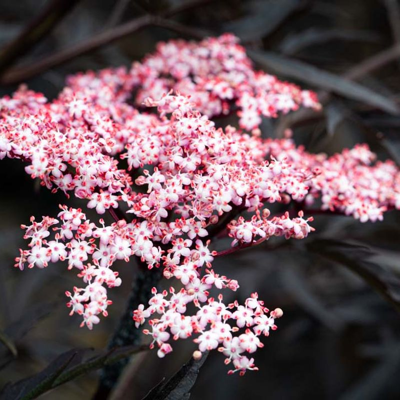 Sambucus nigra porphyrophylla 'Black Lace'® (Eva)