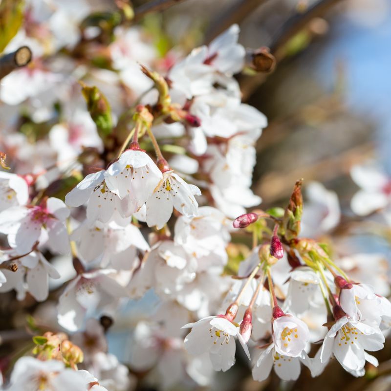 Prunus 'Weeping Yoshino'