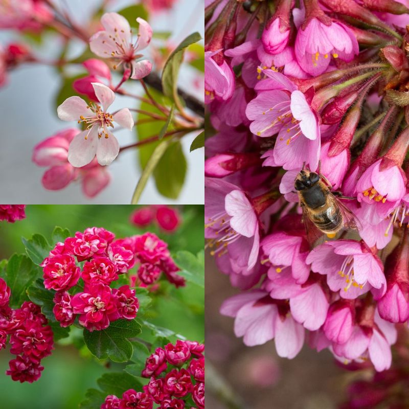 Fruit and Ornamental Trees for Sale