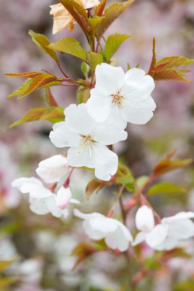 Prunus 'The Bride' 2