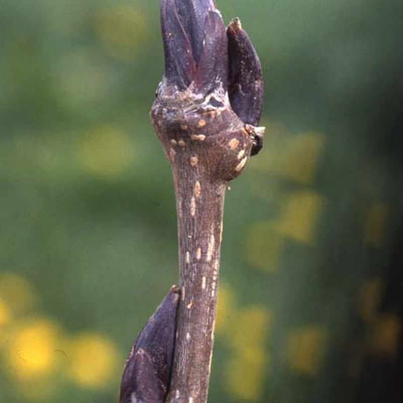 Sorbus commixta 'Ravensbill' 2