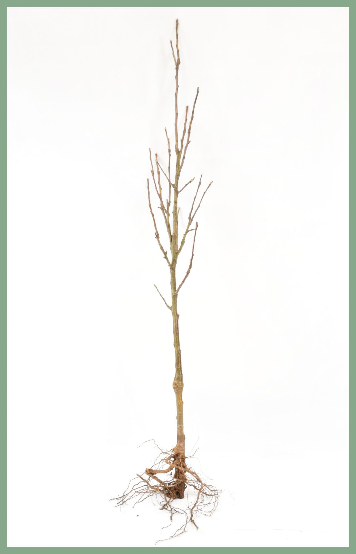 Fruit Trees - Bare Root Specifications 6