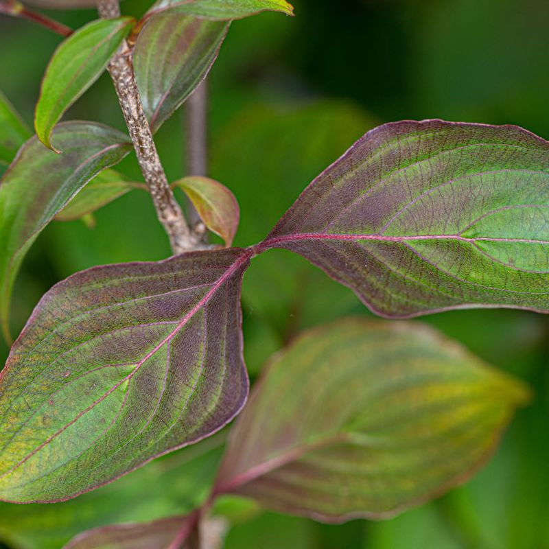 Cornus kousa 'Cappuccino'