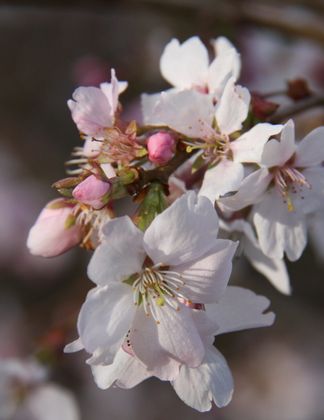 Prunus Autumnalis Rosea Pink Autumn Flowering Cherry