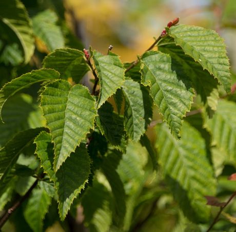 Carpinus caroliniana 'Sentinel Dries'