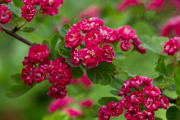 Crataegus Pauls Scarlet