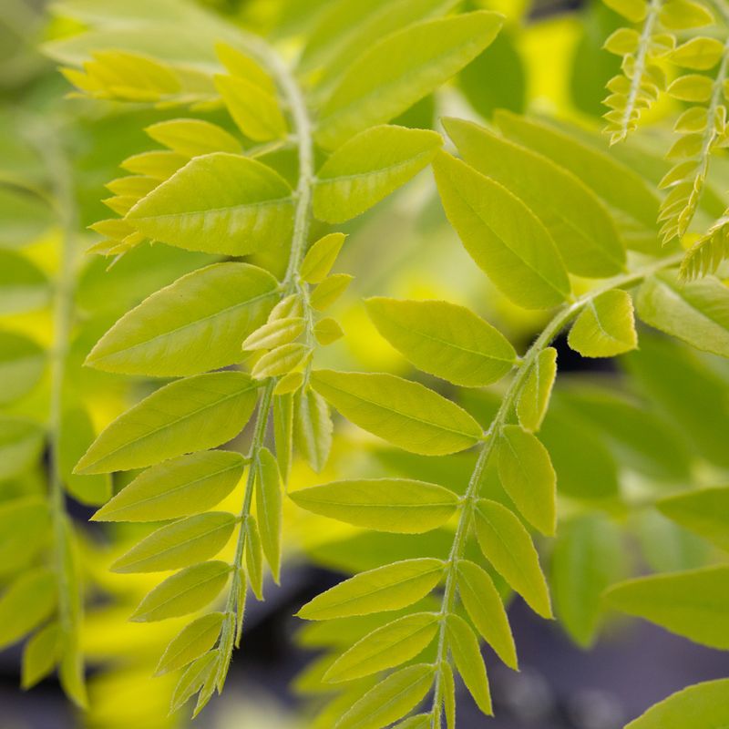 Robinia pseudoacacia 'Frisia'
