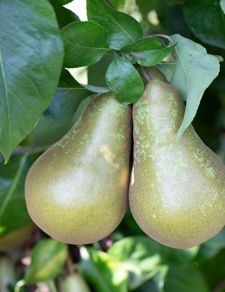 Pear Conference