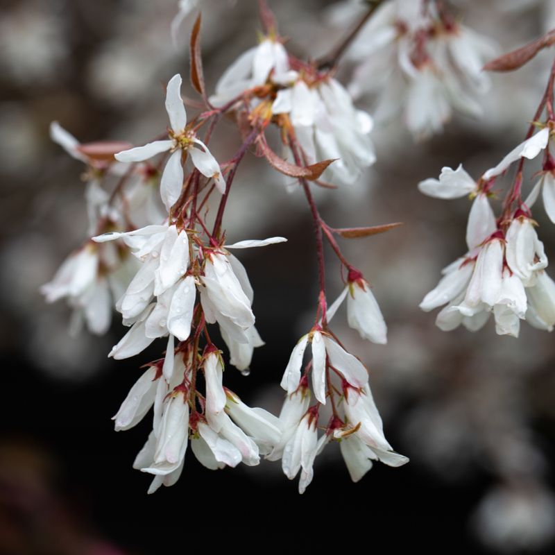 Amelanchier 'La Paloma'