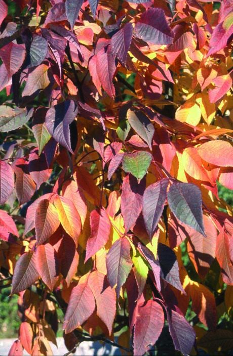 Fraxinus americana 'Autumn Purple'