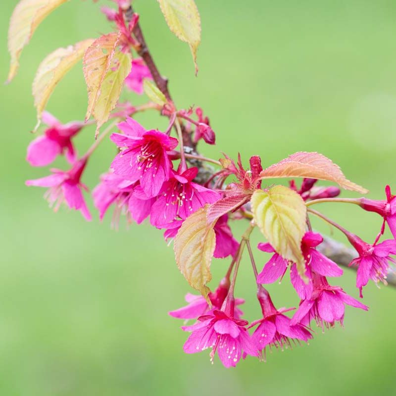 Prunus Felix Jury
