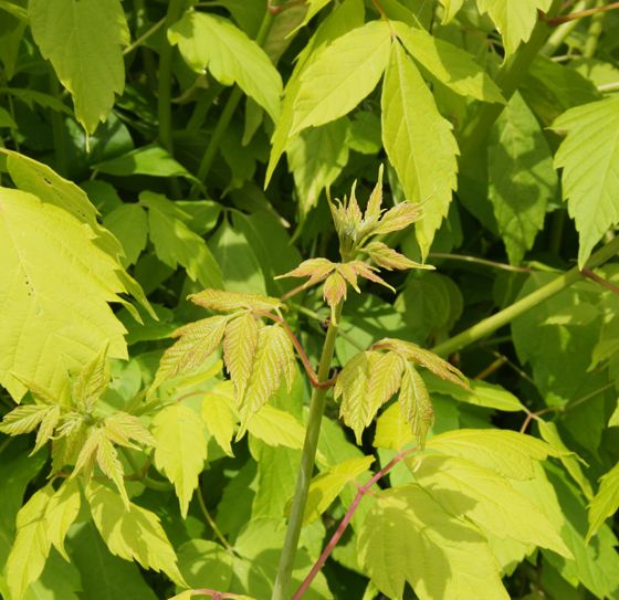 Acer negundo 'Kelly's Gold'