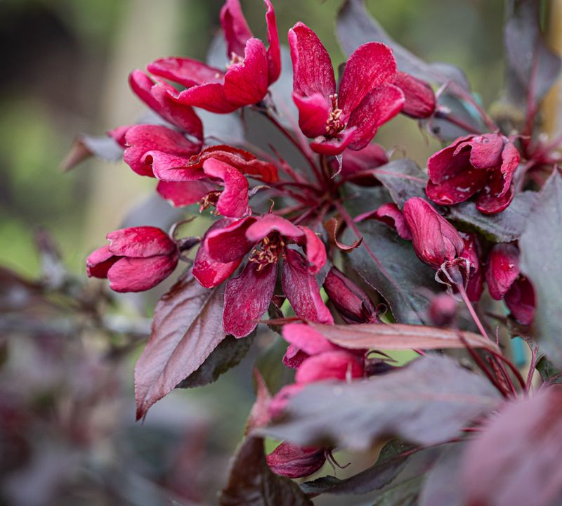 Malus 'Royalty'