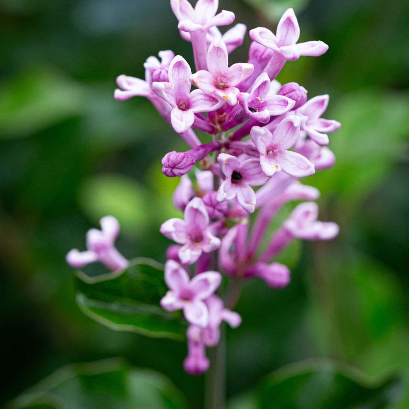 Syringa meyeri 'Palibin'