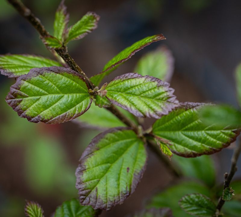 Parrotia persica 'Persian Spire'
