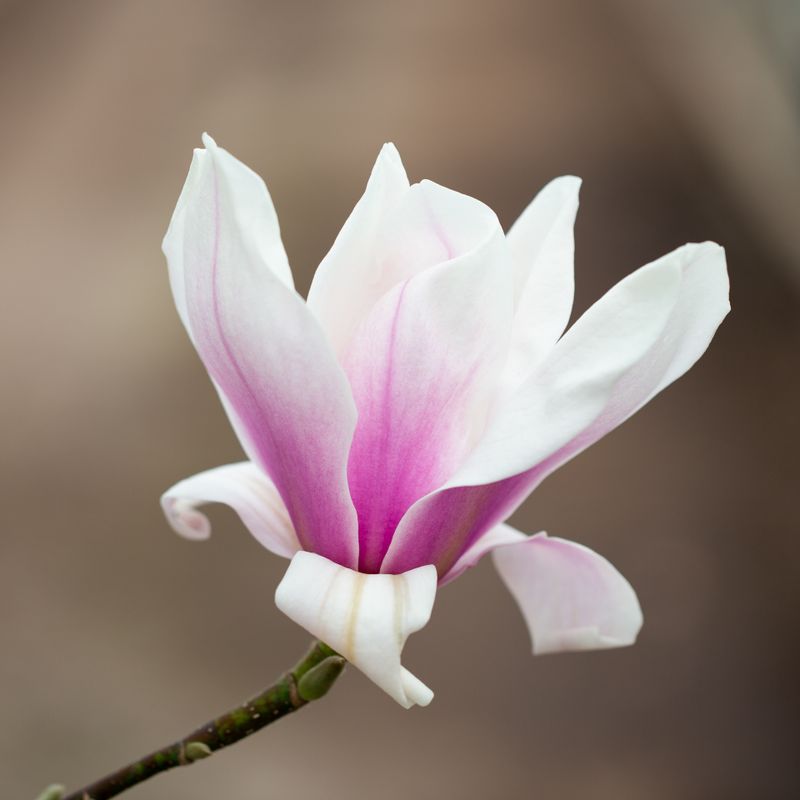 Magnolia 'Rebeccas Perfume'