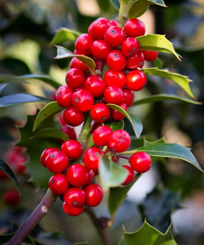Ilex aquifolium 'Alaska'
