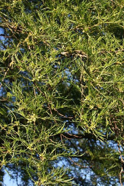 Alnus glutinosa 'Imperialis' 1