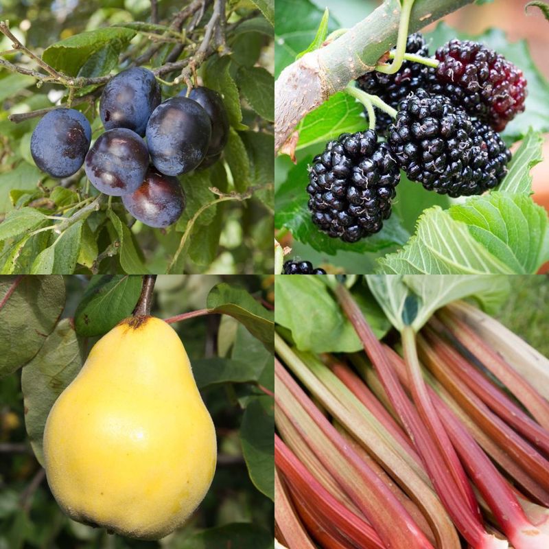 Alcohol Flavouring Fruit Collection