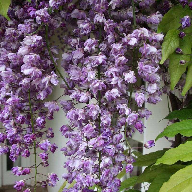 Wisteria x formosa 'Black Dragon'