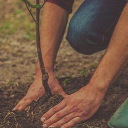 How to Plant a Bare Root Tree