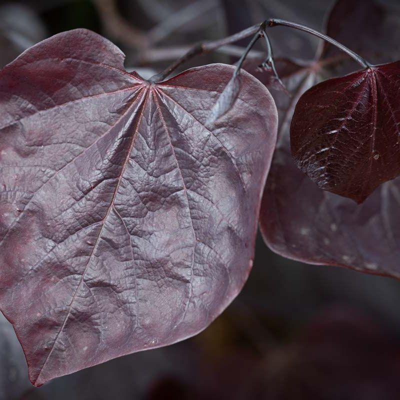 Cercis canadensis 'Ace of Spades'