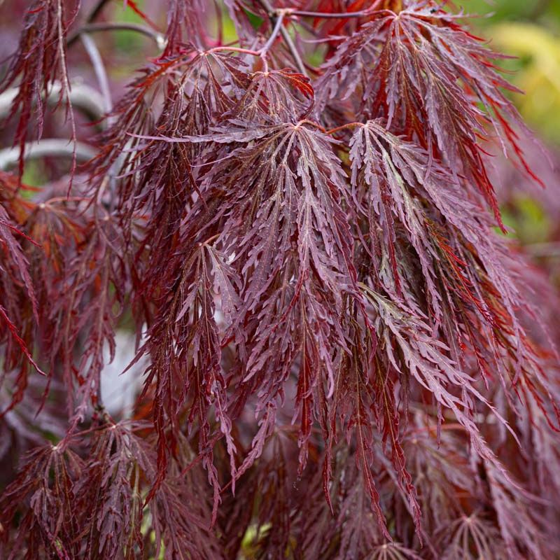 Acer palmatum 'Garnet'
