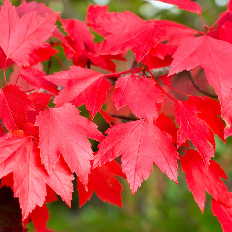 Acer rubrum 'Brandywine'