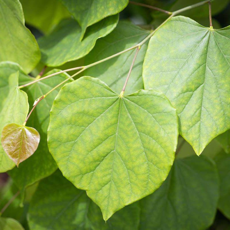 Cercis canadensis 'Cascading Hearts'