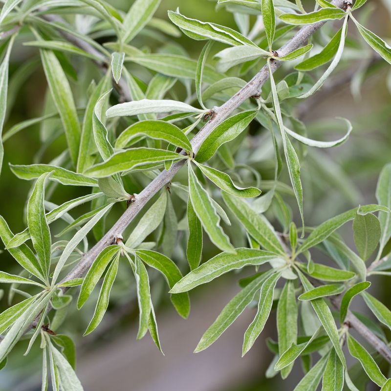 Pyrus salicifolia 'Pendula'