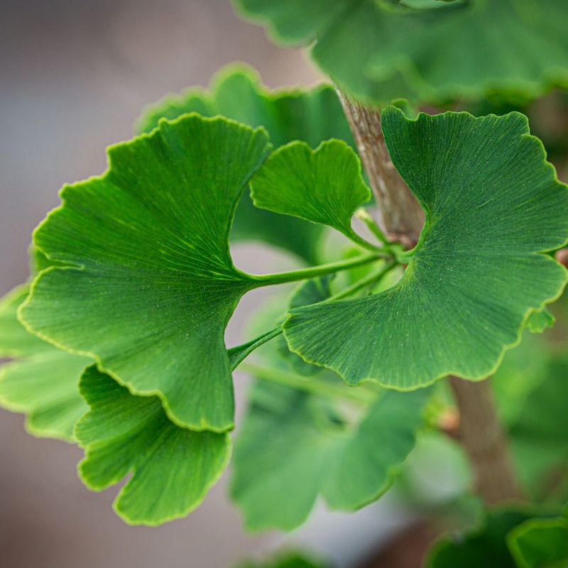 Ginkgo biloba 'Menhir®'