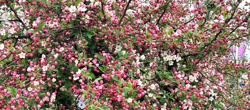 RHS Chelsea Gold Winner