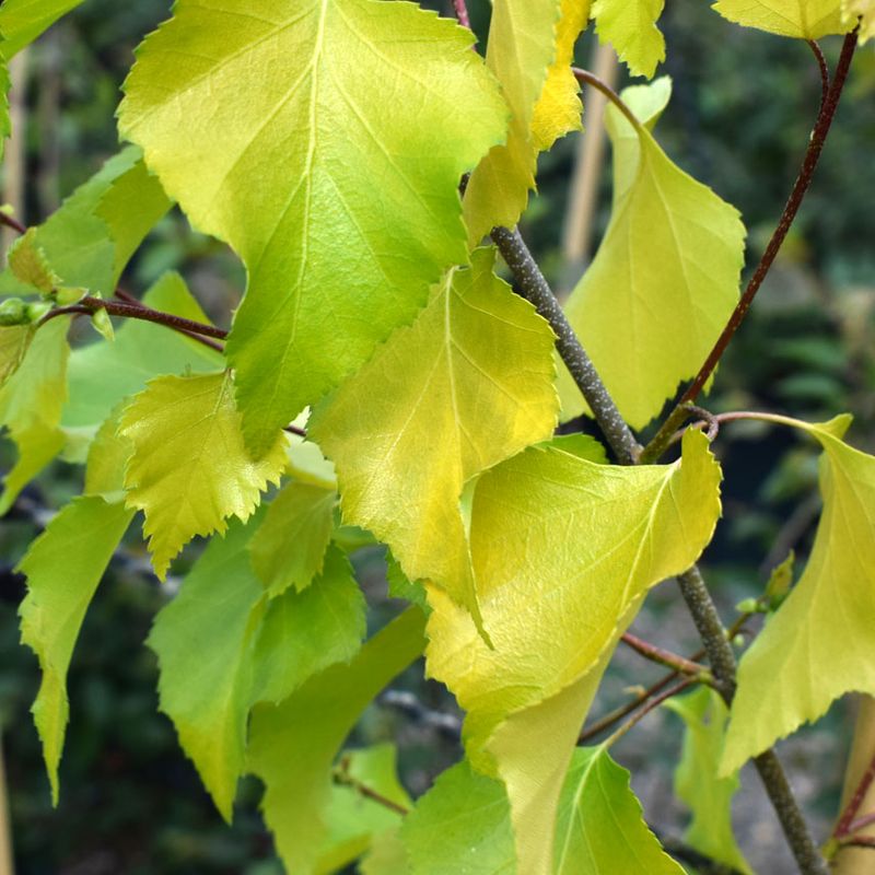 Betula pendula 'Golden Obelisk'