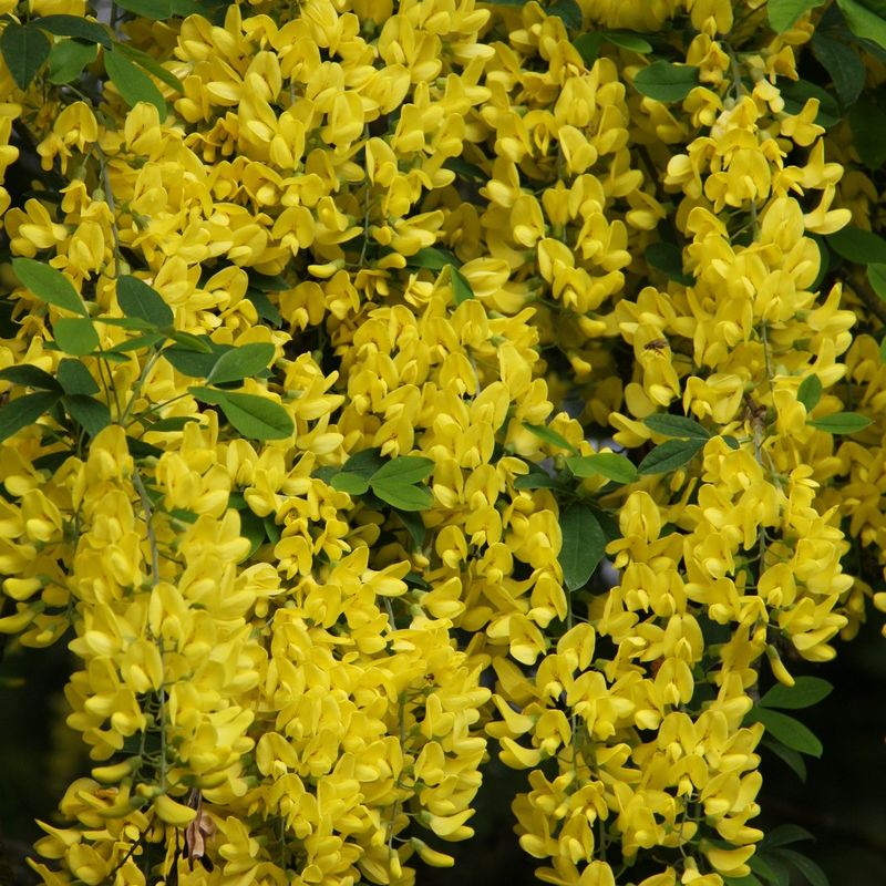 Laburnum 'Famous Walk'