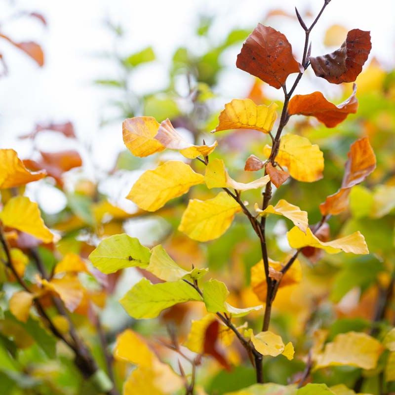 Fagus sylvatica (Hedging)