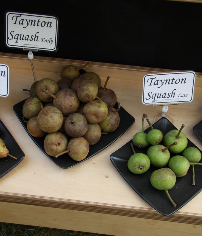 Taynton Squash
