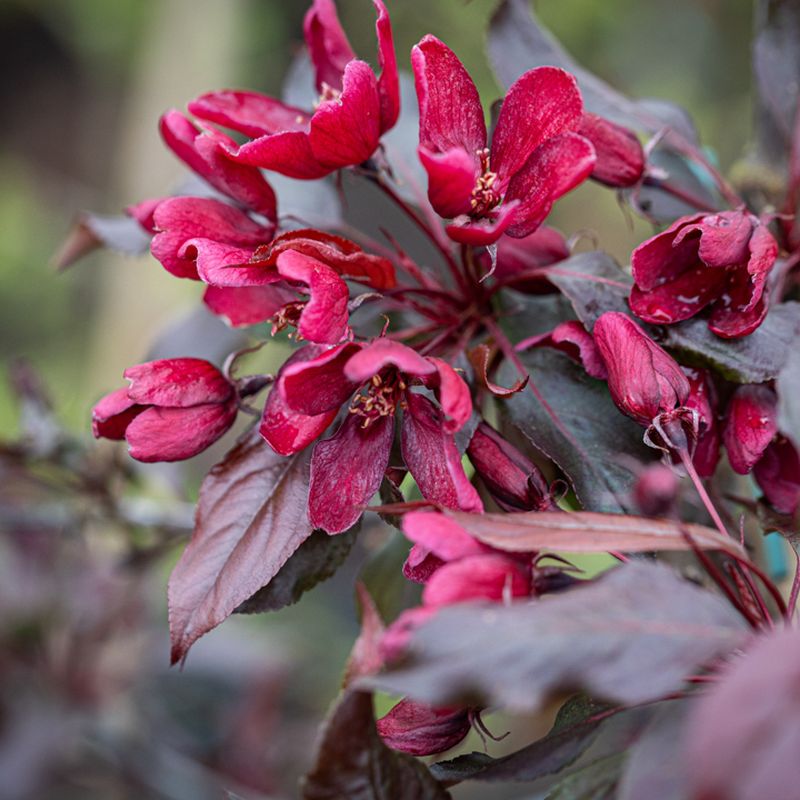 Malus 'Royalty'