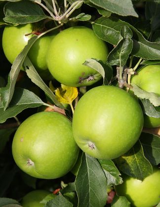 Granny Smith 1