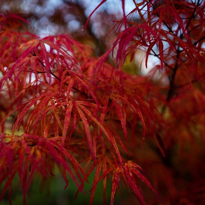 Trees for Autumn Colour 4