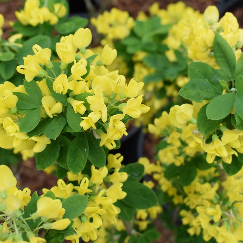 Laburnum anagyroides 'Sunspire'