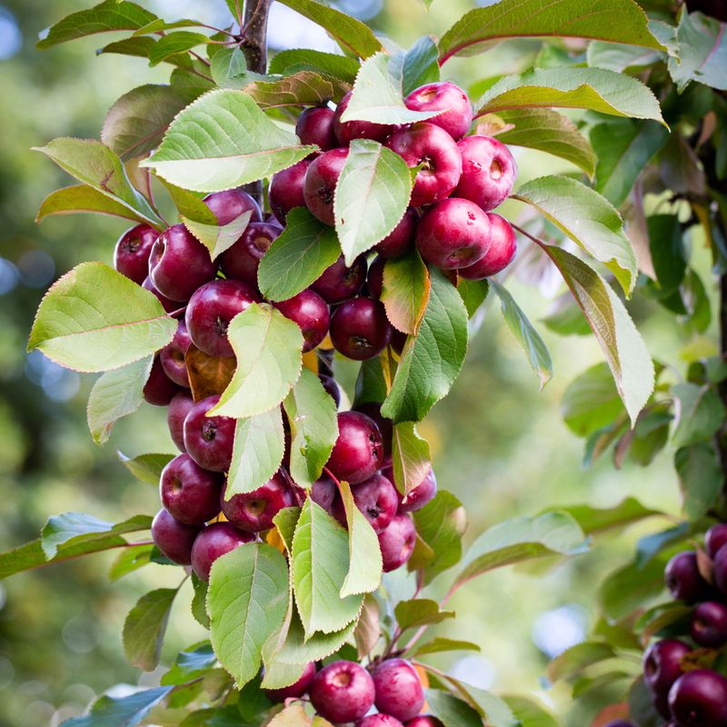 Malus 'Laura'®