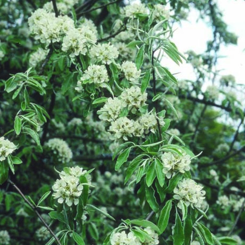 Pyrus nivalis