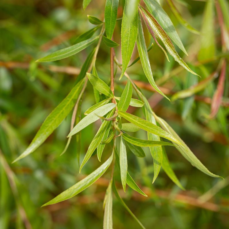Salix alba 'Tristis'