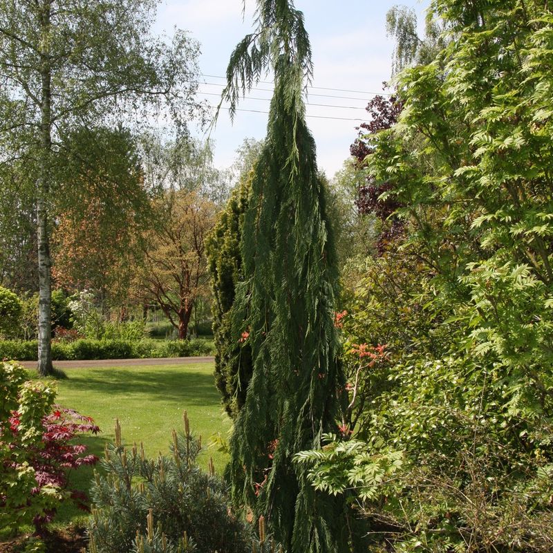 Chamaecyparis nootkatensis 'Green Arrow'