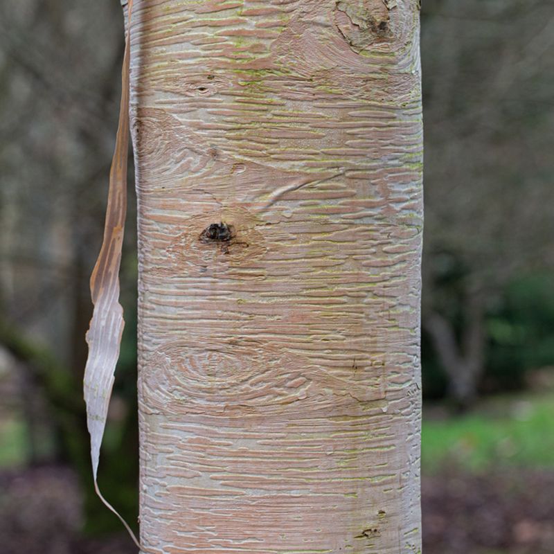 Betula ermanii 'Grayswood Hill'