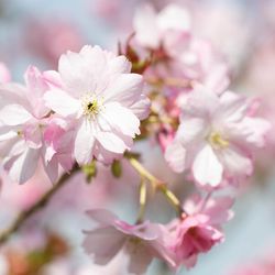 Prunus Beni- yutaka