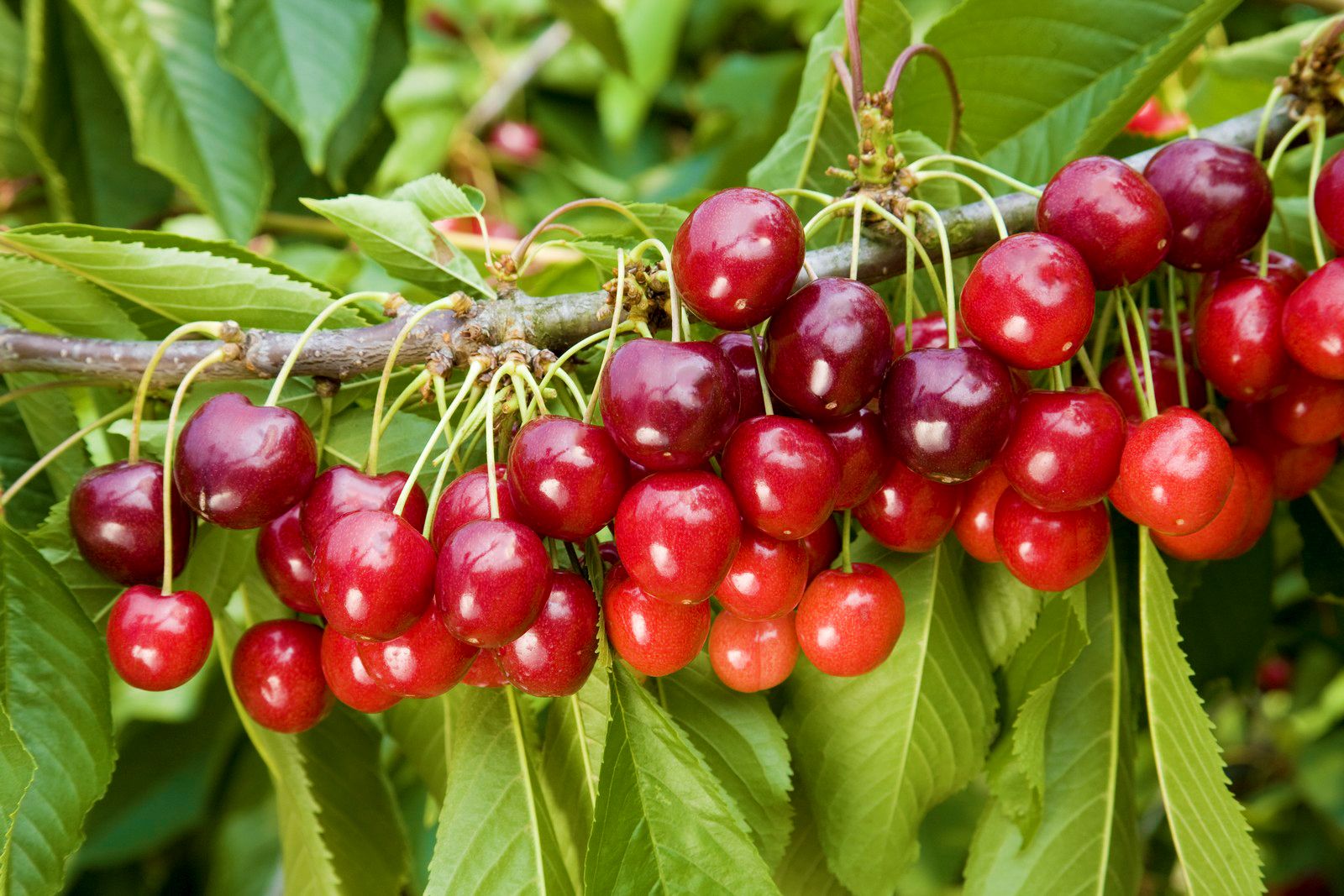 Cherry Stella Fruit Tree