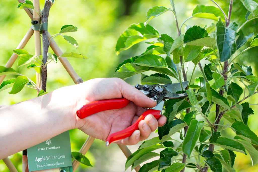 Summer Pruning