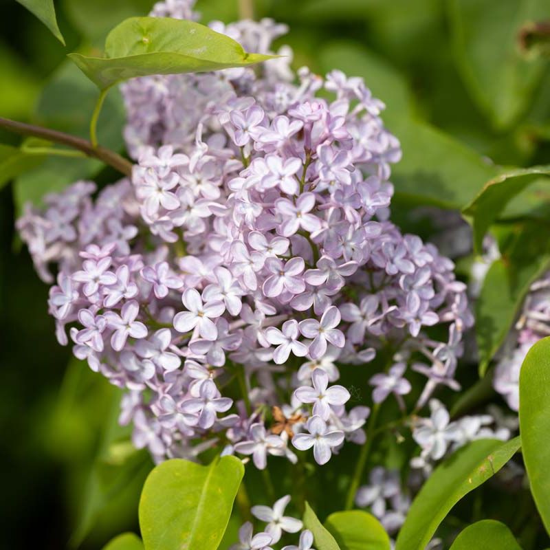 Syringa 'Amethyst'